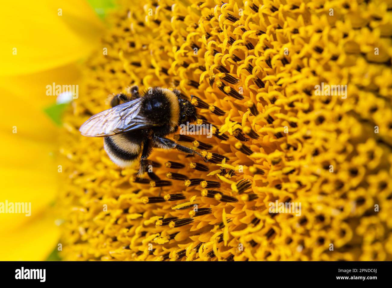 Schwarz-gelb gestreifte Biene, Honigbiene, befruchtende Sonnenblumen, Nahaufnahme des einzelnen Sonnenblumenkopfes mit gelben Blütenblättern und schwarzen Samen Stockfoto