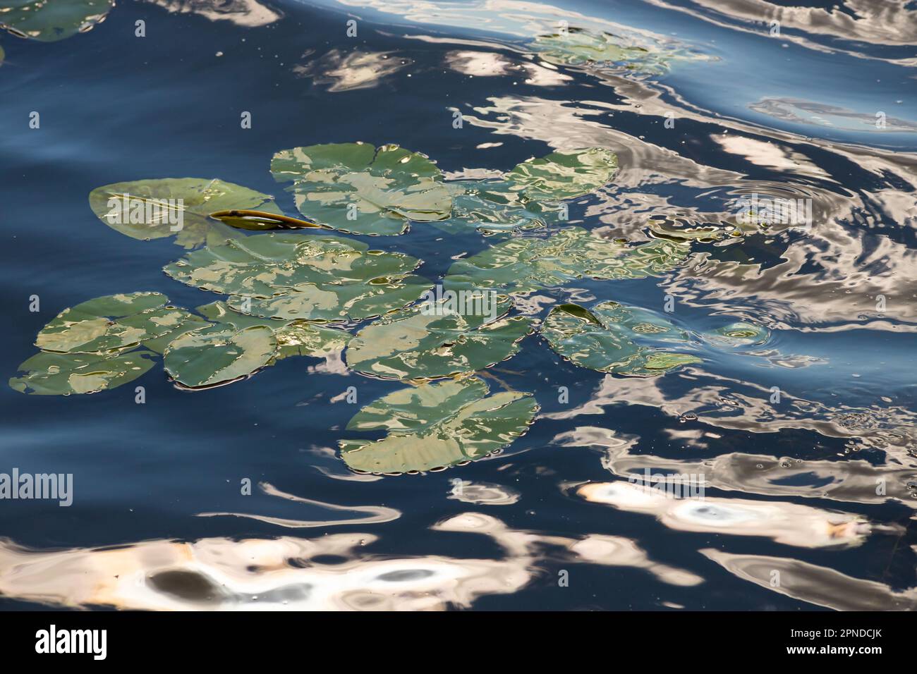 Wasserlilie Blätter und gelbe Wasserlilie binden Lilienblüten. Fotografiert während eines sonnigen Tages im See. Wolken, die von der Oberfläche der Verbindung reflektiert werden. Stockfoto