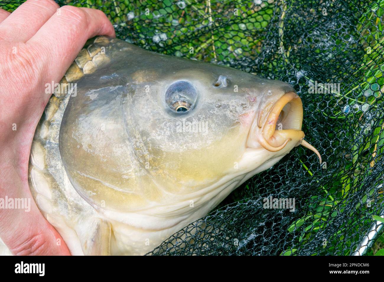 Nahaufnahme eines Karpfenkopfes, eines gefangenen Karpfens, der in einem Netz auf dem Gras liegt Stockfoto