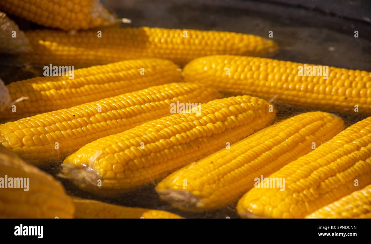 Kochen von natürlichen gelben Maiskolben im Kochtopf auf dem Sommermarkt im Freien – Nahaufnahme. Professionelles Kochen, Catering, Kochen, Gastro Stockfoto