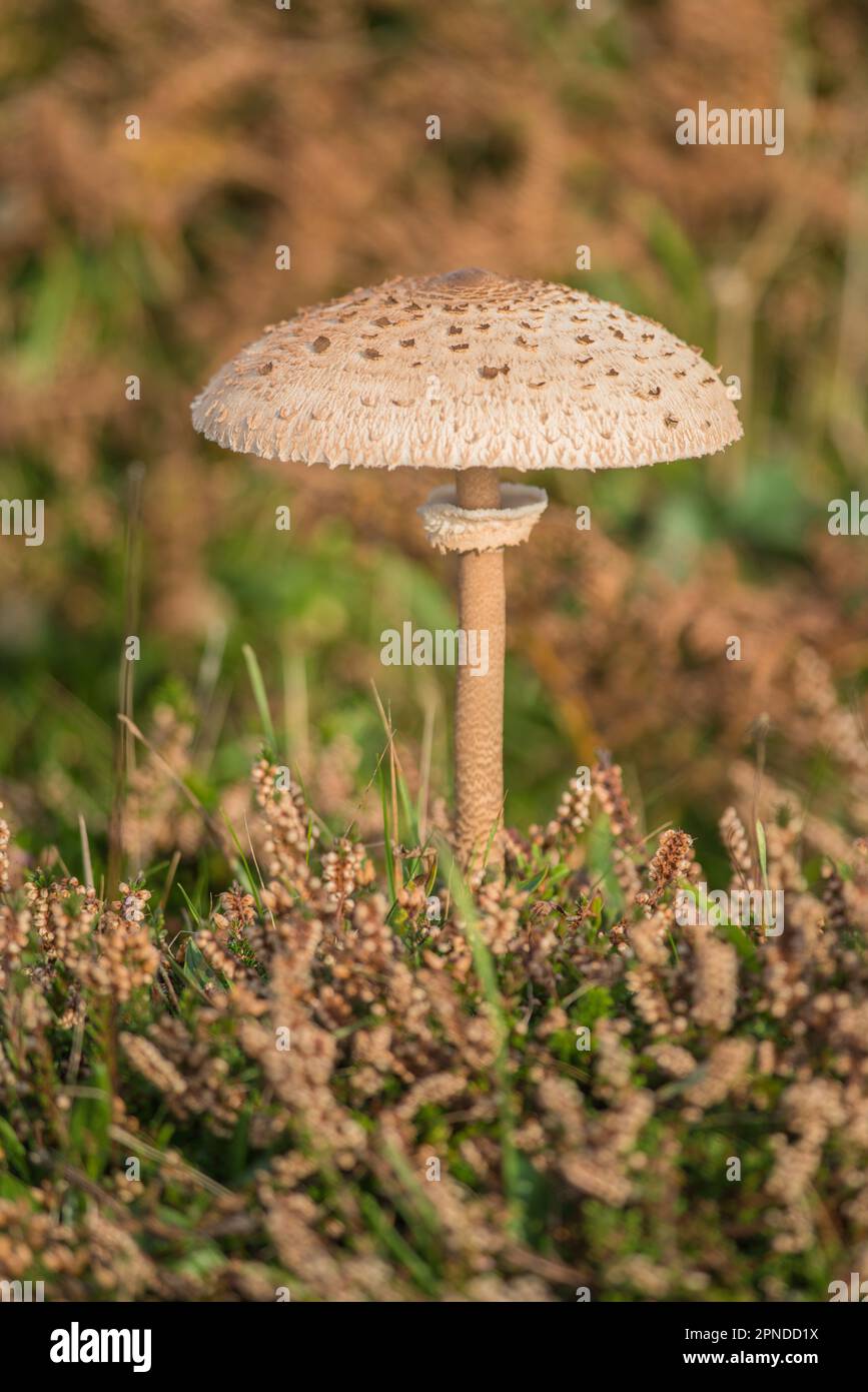 Parasol Pilz, Macrolepiota procera Stockfoto