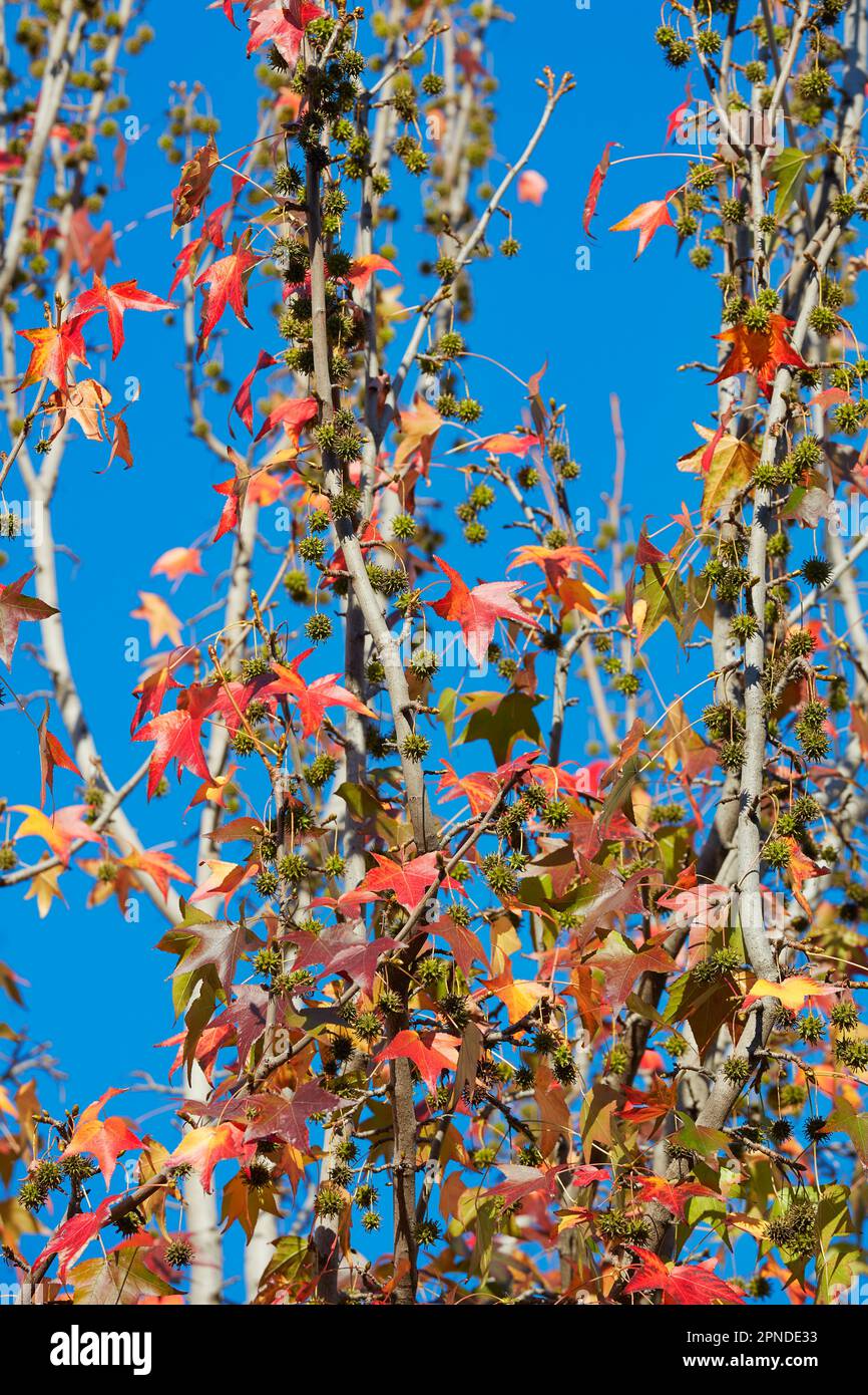 Amerikanischer Süßgummi (Liquidambar styraciflua) Blätter im Herbst, Buenos Aires, Argentinien. Stockfoto