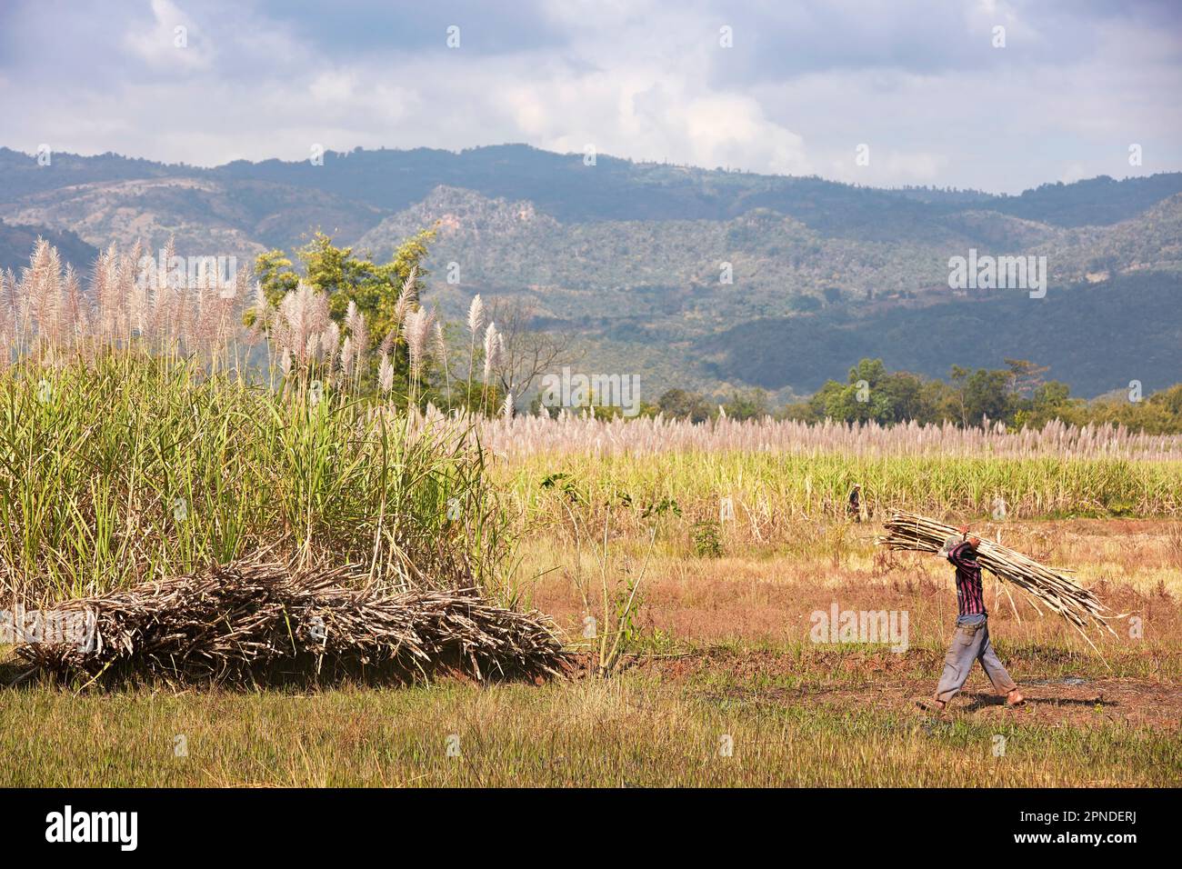 Ein Mann, der in der Zuckerrohrernte arbeitet, Inle Lake, Burma. Stockfoto