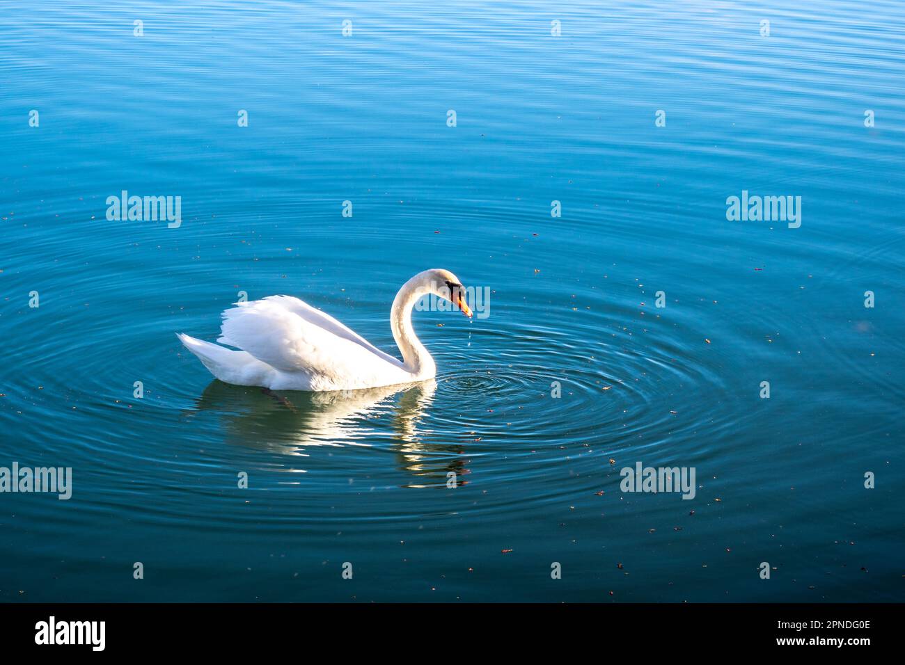 Stummer Schwan (Cygnus olor), der bei Sonnenaufgang über einen See gleitet Stockfoto