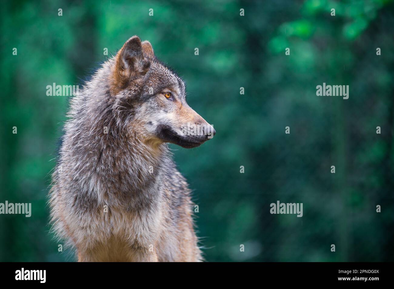 Grauer Wolf (Canis Lupus), auch bekannt als Holzwolf, der direkt in den Wald blickt Stockfoto
