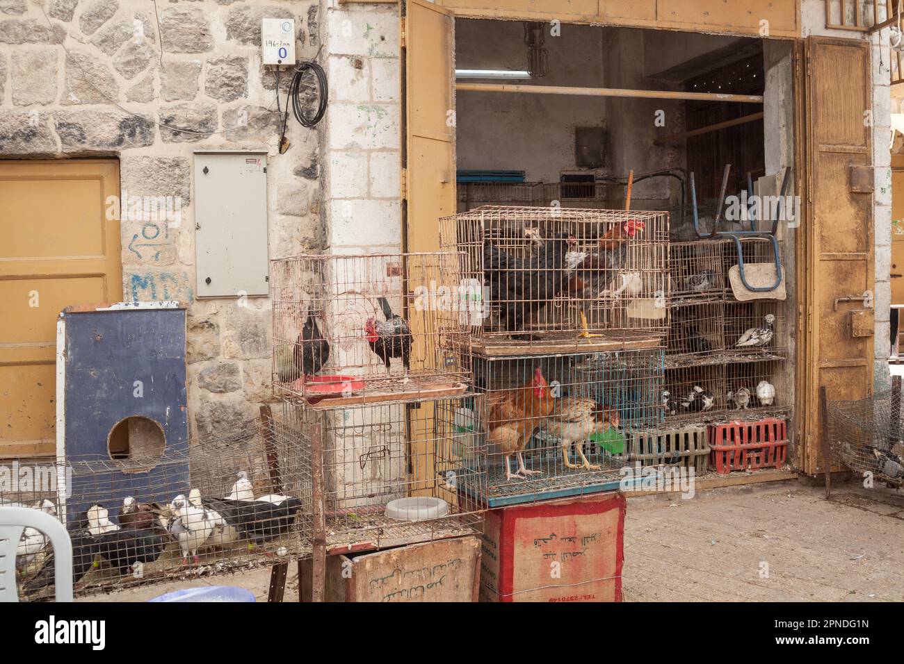 Vieh in Käfigen, das auf einem offenen Markt in Hebron, Westjordanland, Palästina verkauft wird Stockfoto