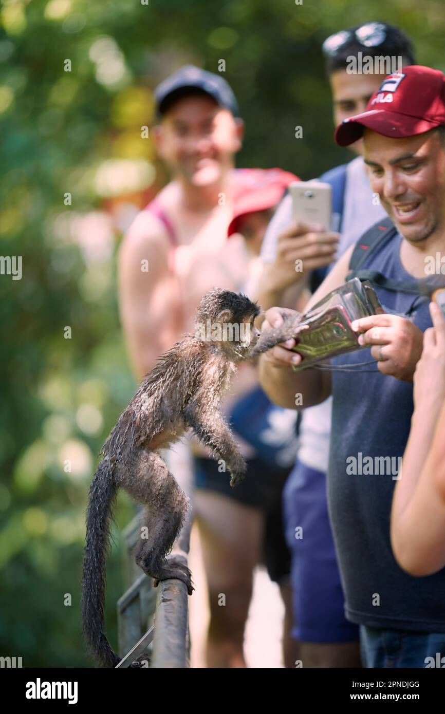 Touristen, die ein Foto von einem kleinen Affen mit Smartphones im Iguazu-Nationalpark in Misiones, Argentinien machen. Stockfoto