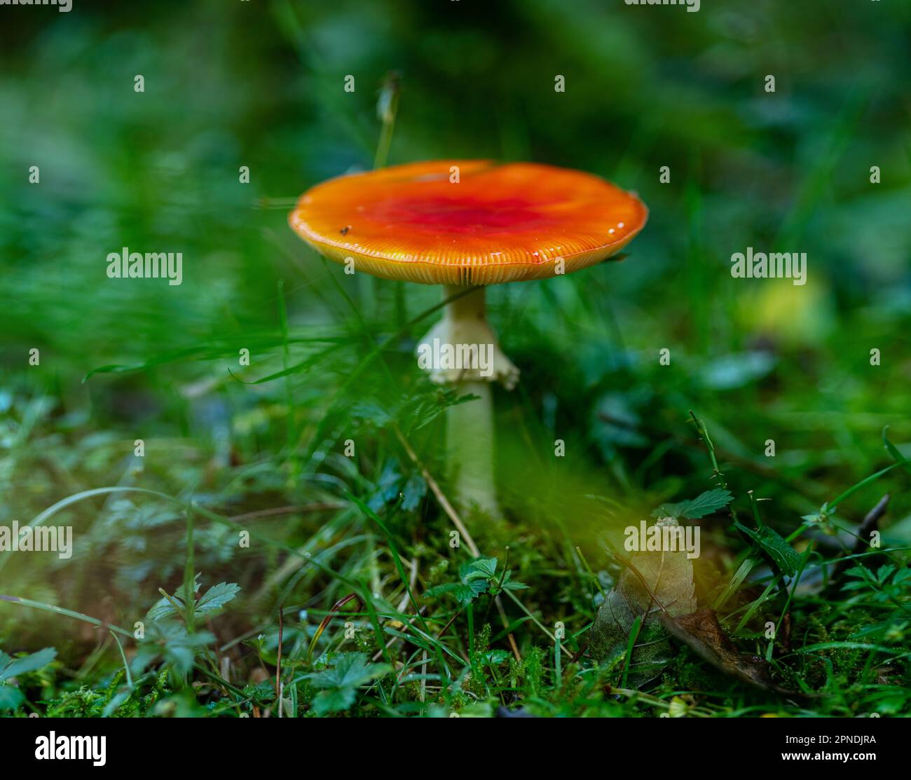 Amanita Jacksonii Pilze wachsen im Herbst auf dem Waldboden in Gloucestershire. Pilze, die im Abbaumaterial auf dem Waldgrund wachsen Stockfoto