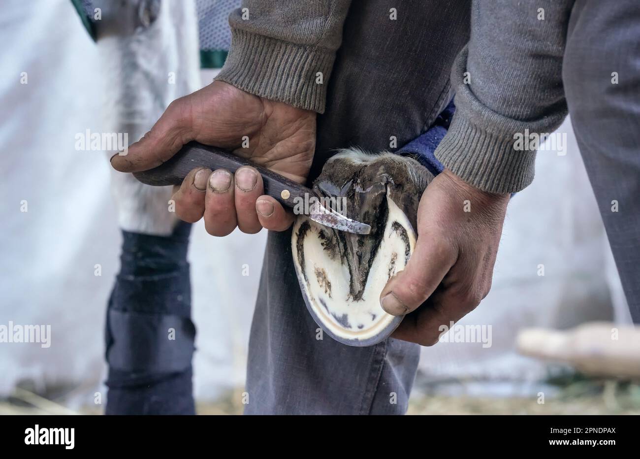 Mann, der ein Meißelmesser zum Reinigen des Hufes verwendet, bevor er ein neues Hufeisen aufbringt. Nahaufnahme von Details zu Händen, die Tierfüße halten Stockfoto