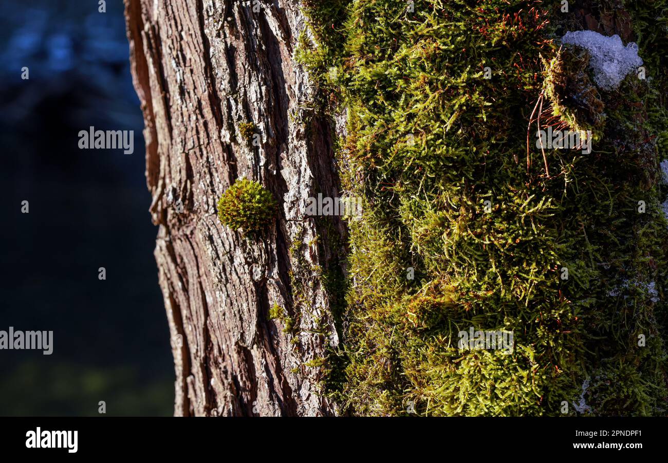 Die Sonne scheint auf feines grünes Moos, das im Wald an Bäumen wächst - schmelzender Schnee in der Nähe von Makrodetails Stockfoto