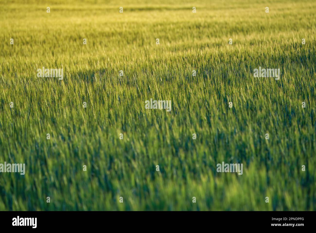 Die Nachmittagssonne scheint auf das grüne Weizenfeld, geringe Tiefenschärfe, nur wenige Blätter und Stiele im Fokus Stockfoto