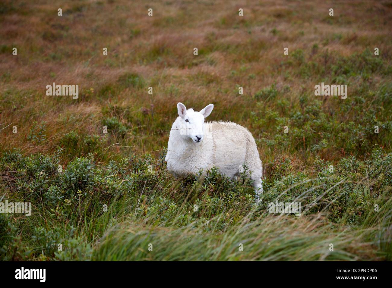 Schafe auf der Feldinsel skye Highlands scotland uk Stockfoto