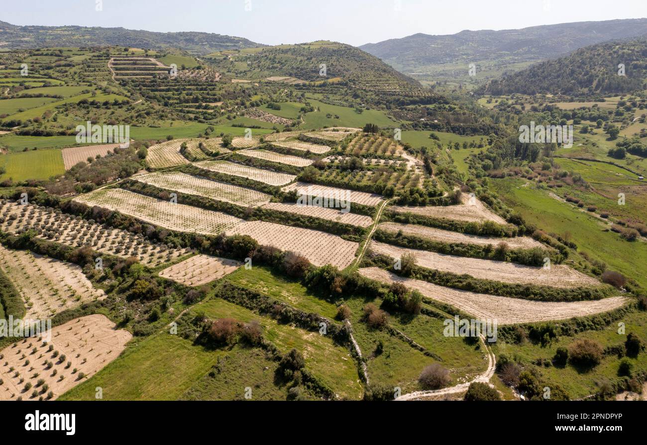 Terrassenförmig angelegte Weinfelder im Ezousa-Tal, in der Region Paphos, Zypern Stockfoto