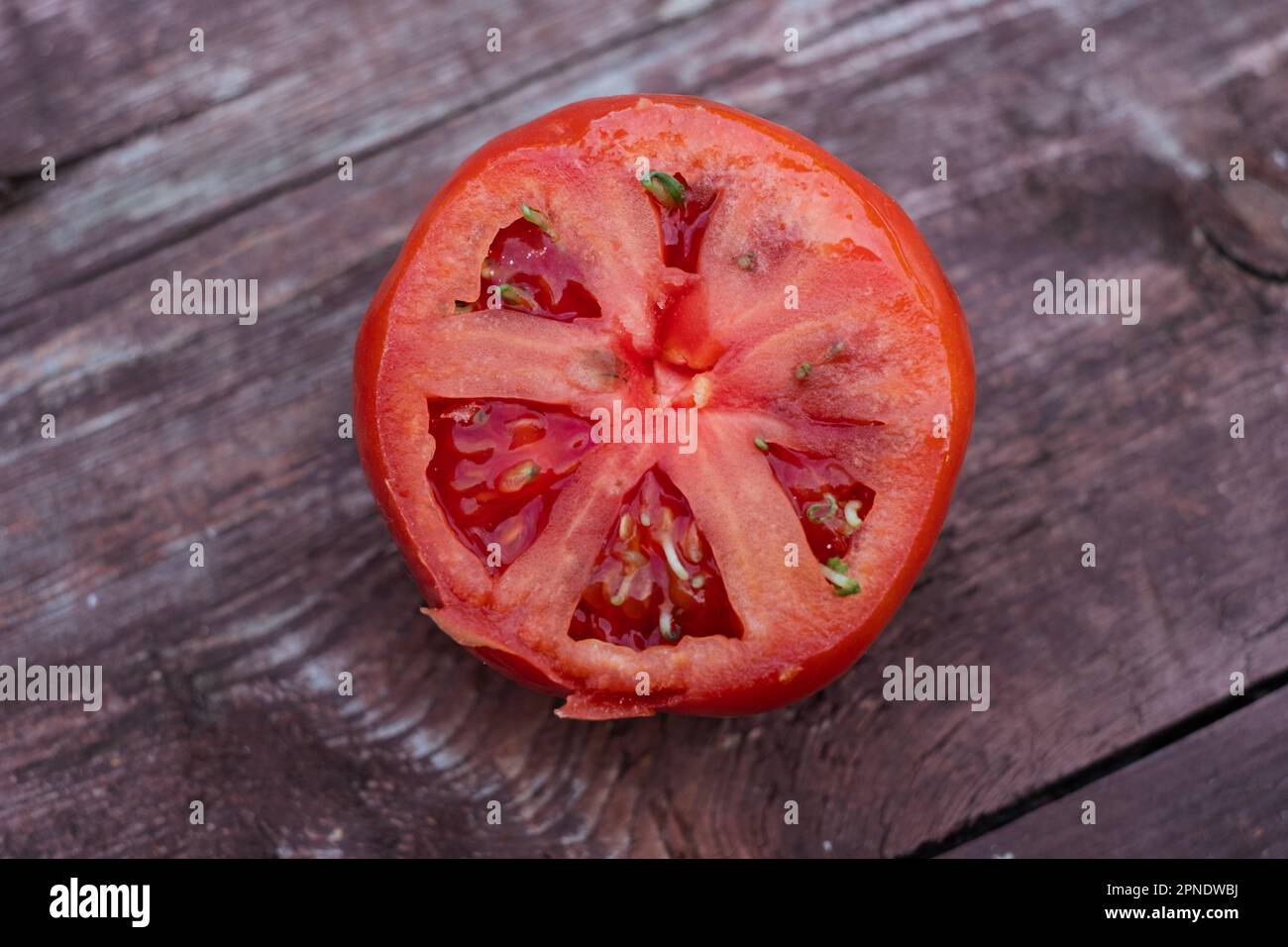 Tomatensamen, die in einer reifen Tomate wachsen. Stockfoto