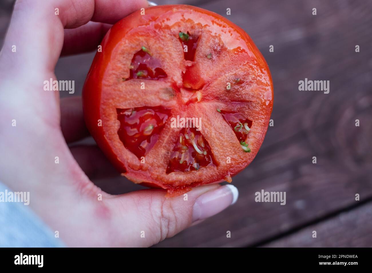 Tomatensamen, die in einer reifen Tomate wachsen. Stockfoto