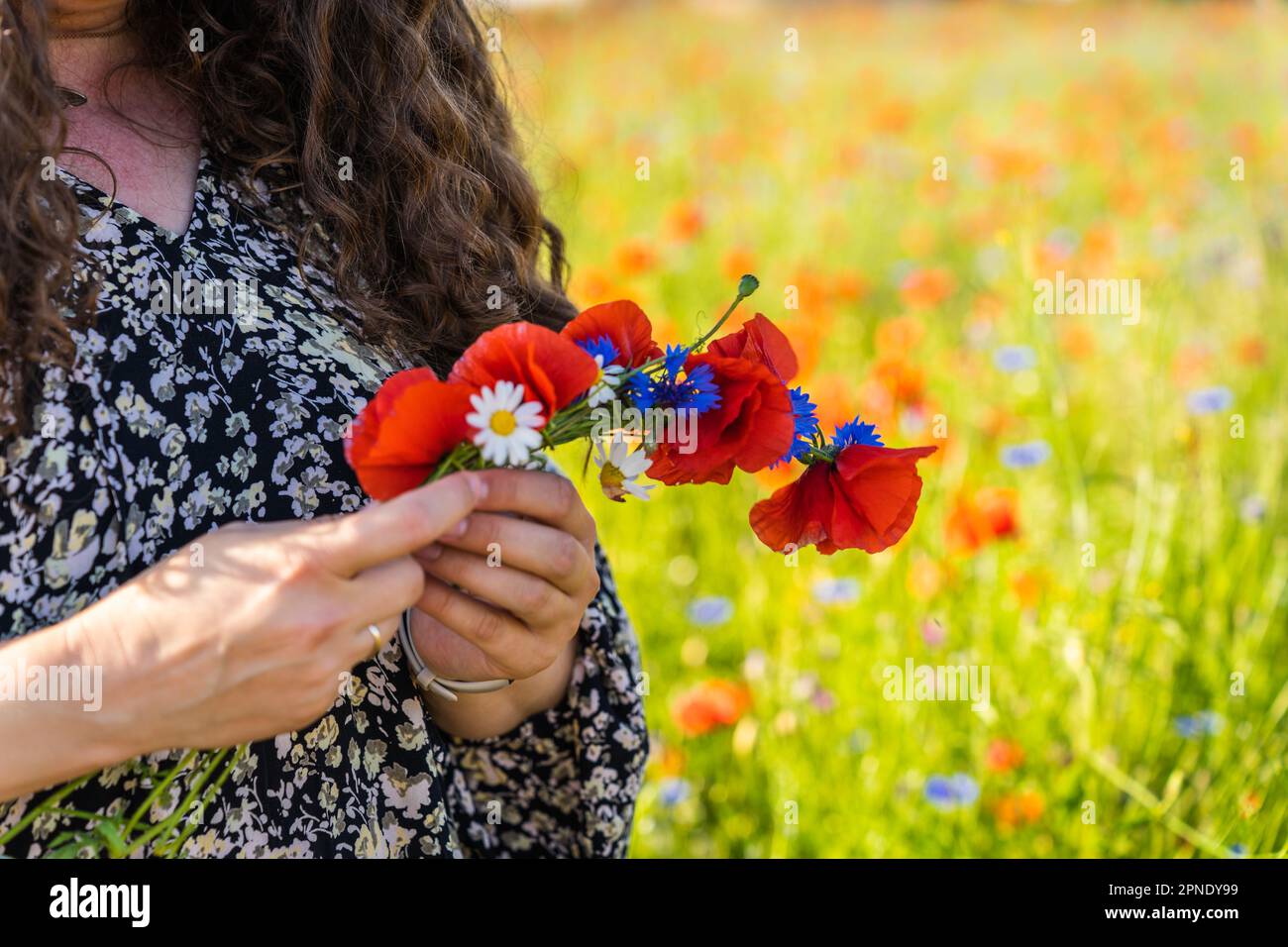 Eine langhaarige, lockige Frau webt einen Kranz aus Wildblumen, Mohn, Gänseblümchen und Maisblumen. Stockfoto