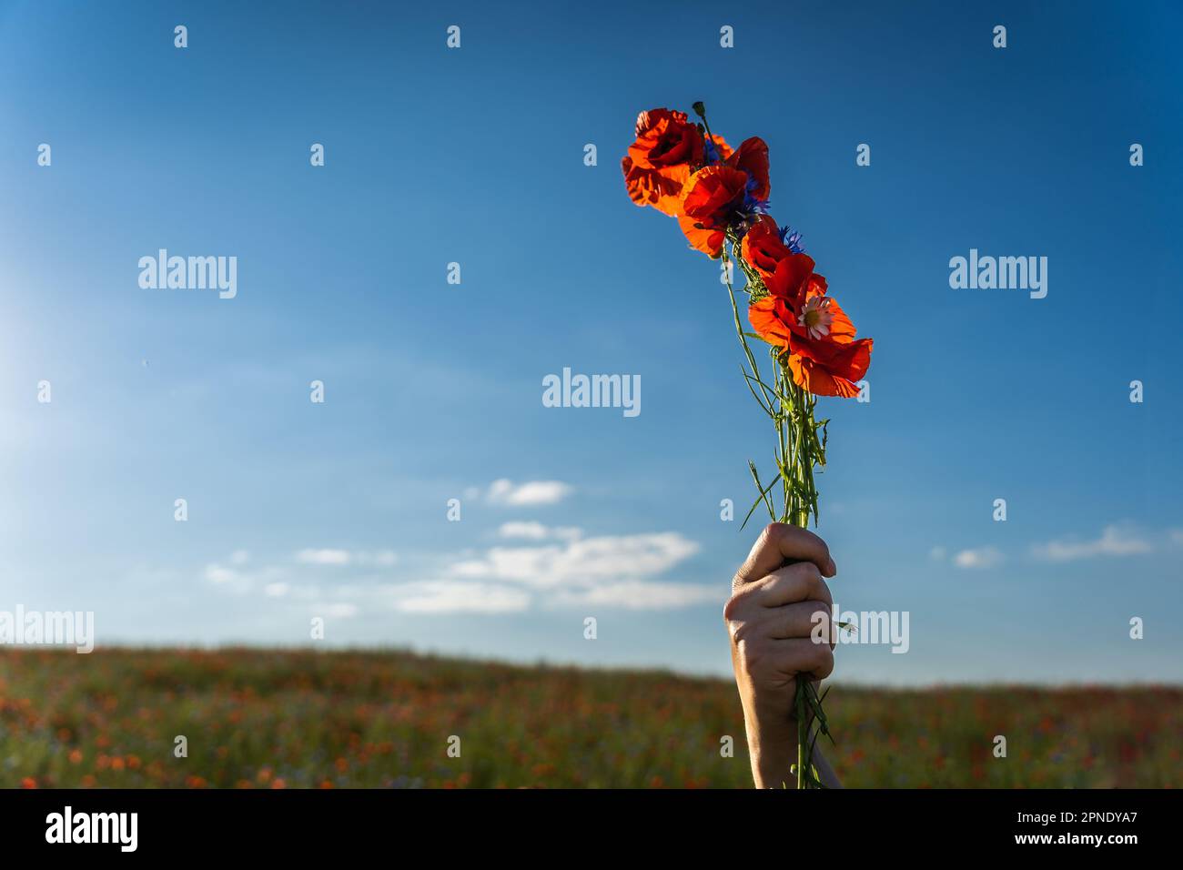 Eine Frauenhand hält ein Bündel roter Mohnblumen in einem Feld vor einem blauen Himmel. Stockfoto