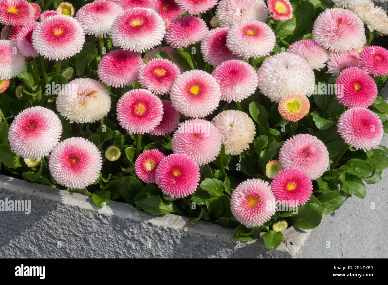 Englische Daisy, Bellis Pomponette, Container Frühlingsbettpflanzen Stockfoto