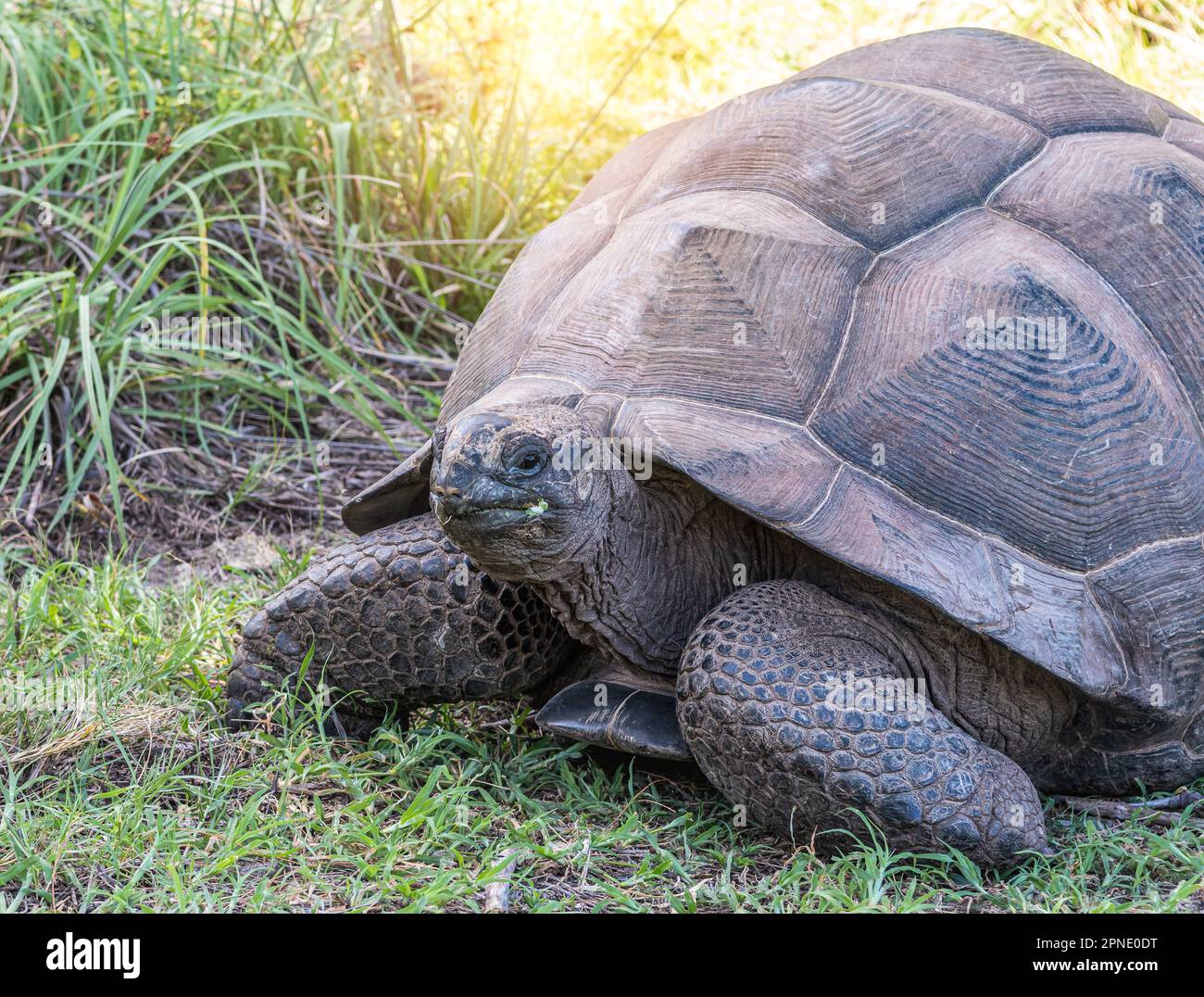 Aldabra-Riesenschildkröte in der Natur der Seychellen. Stockfoto