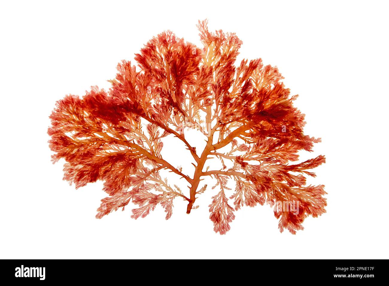 Plocamium-cartilagineum-Rotalgen, isoliert auf Weiß. Rote Algen. Stockfoto