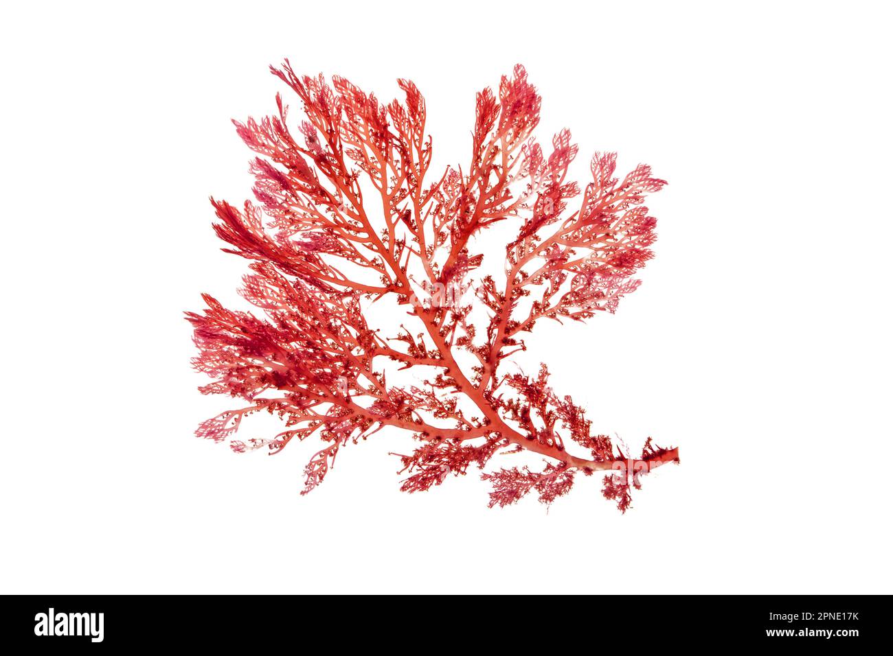 Rhodophyta-Rotalgenzweig, auf Weiß isoliert. Rote Algen. Stockfoto