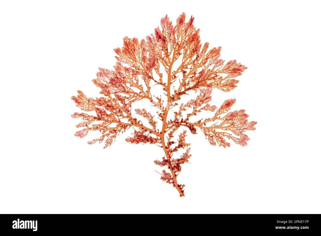 Roter Algenzweig oder rhodophyta-Zweig auf weiß isoliert. Rote Algen. Stockfoto