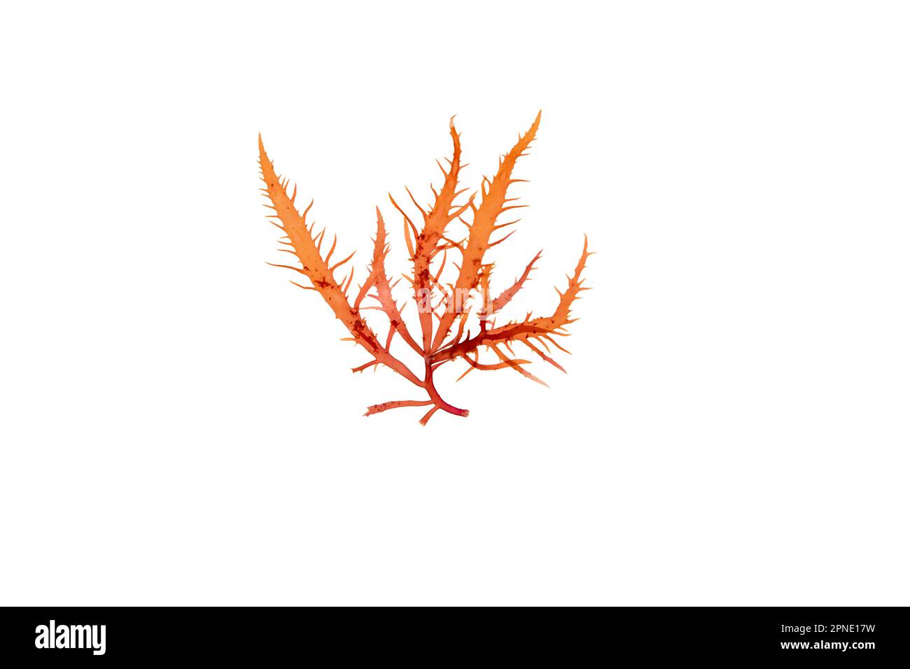 Calliblepharis jubata-Rotalgen, auf weiß isoliert. Rote Algen. Stockfoto