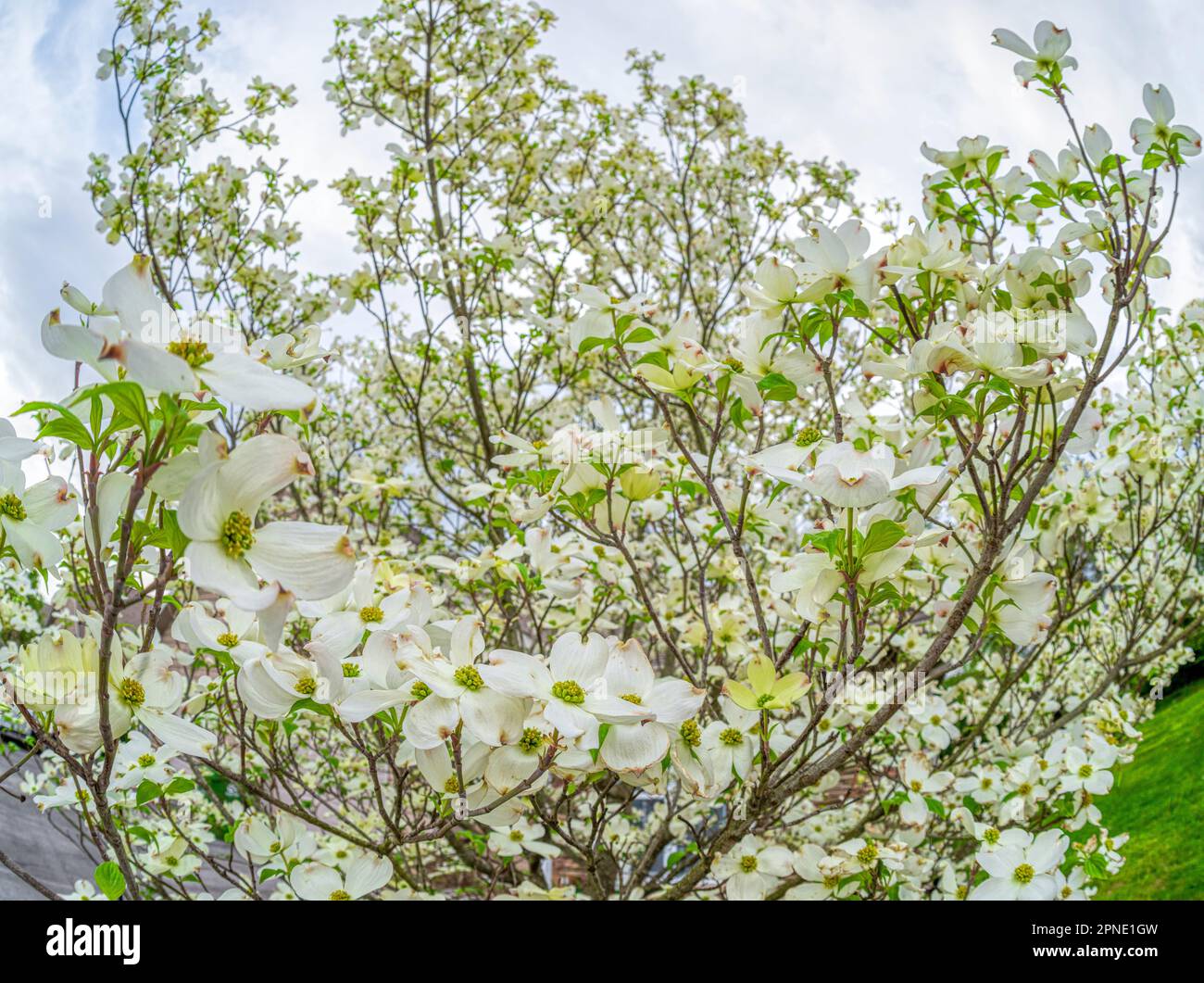 Horizontale Nahaufnahme eines blühenden Hundeholzbaums mit Fischaugen. Stockfoto