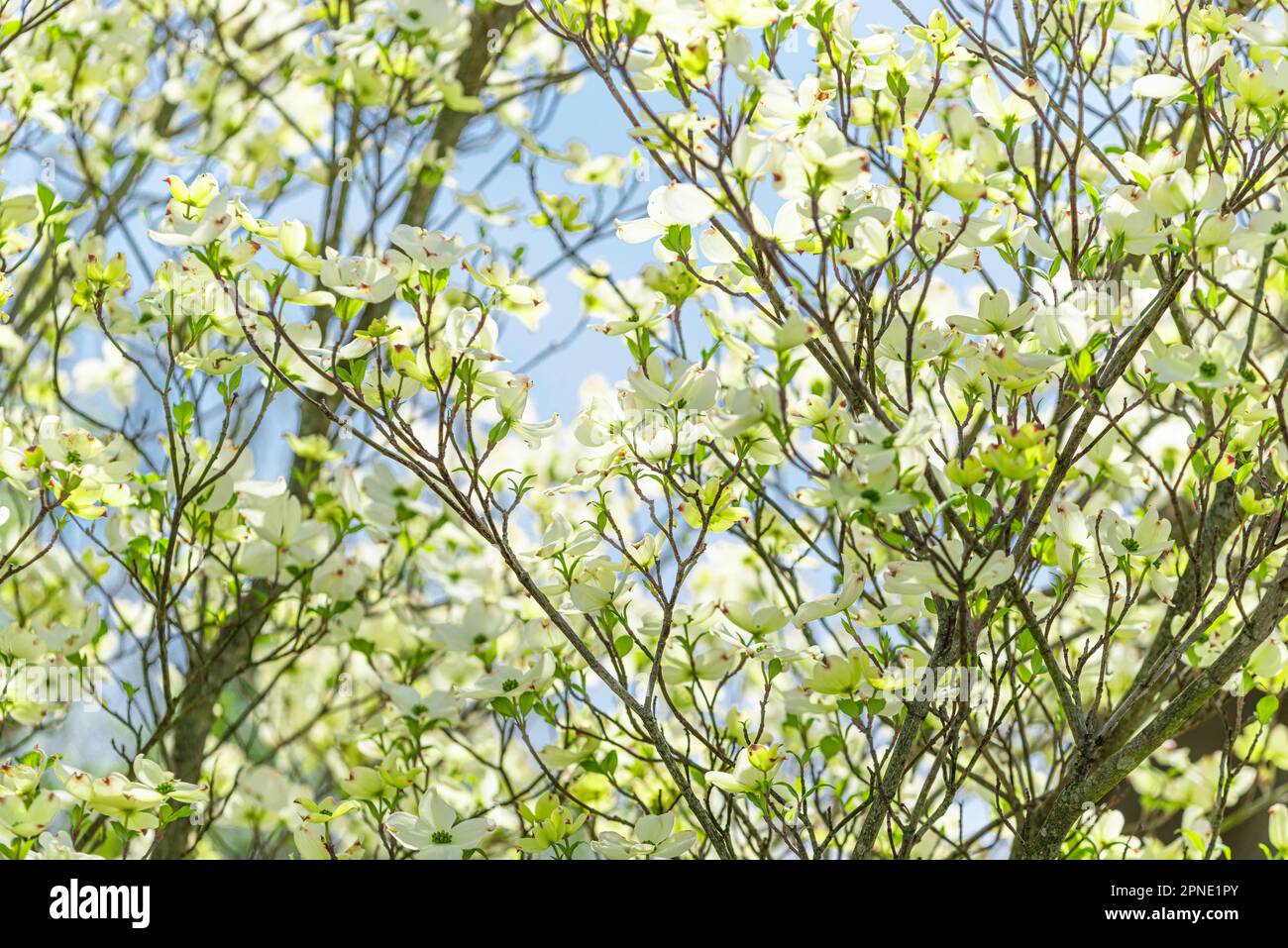 Horizontale Aufnahme weicher, überlappender Hundeholzblüten vor einem klaren blauen Himmel im Frühling. Stockfoto
