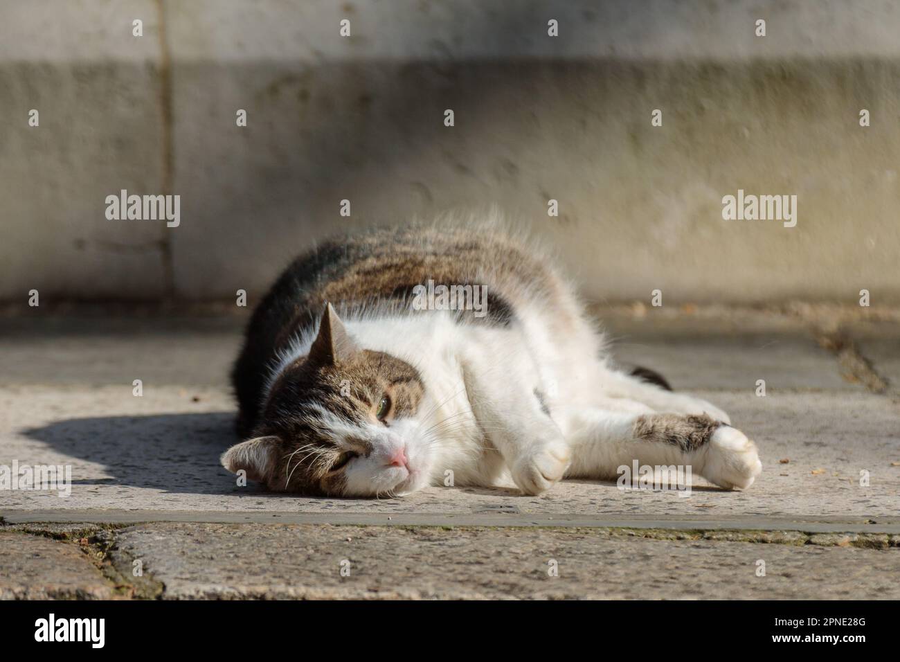 Downing Street, London, Großbritannien. 18. April 2023 Larry, braune und weiße Tabby-Katze und Chief Mouser zum Kabinettsbüro, vor der Downing Street Nr. 10. Foto: Amanda Rose/Alamy Live News Stockfoto