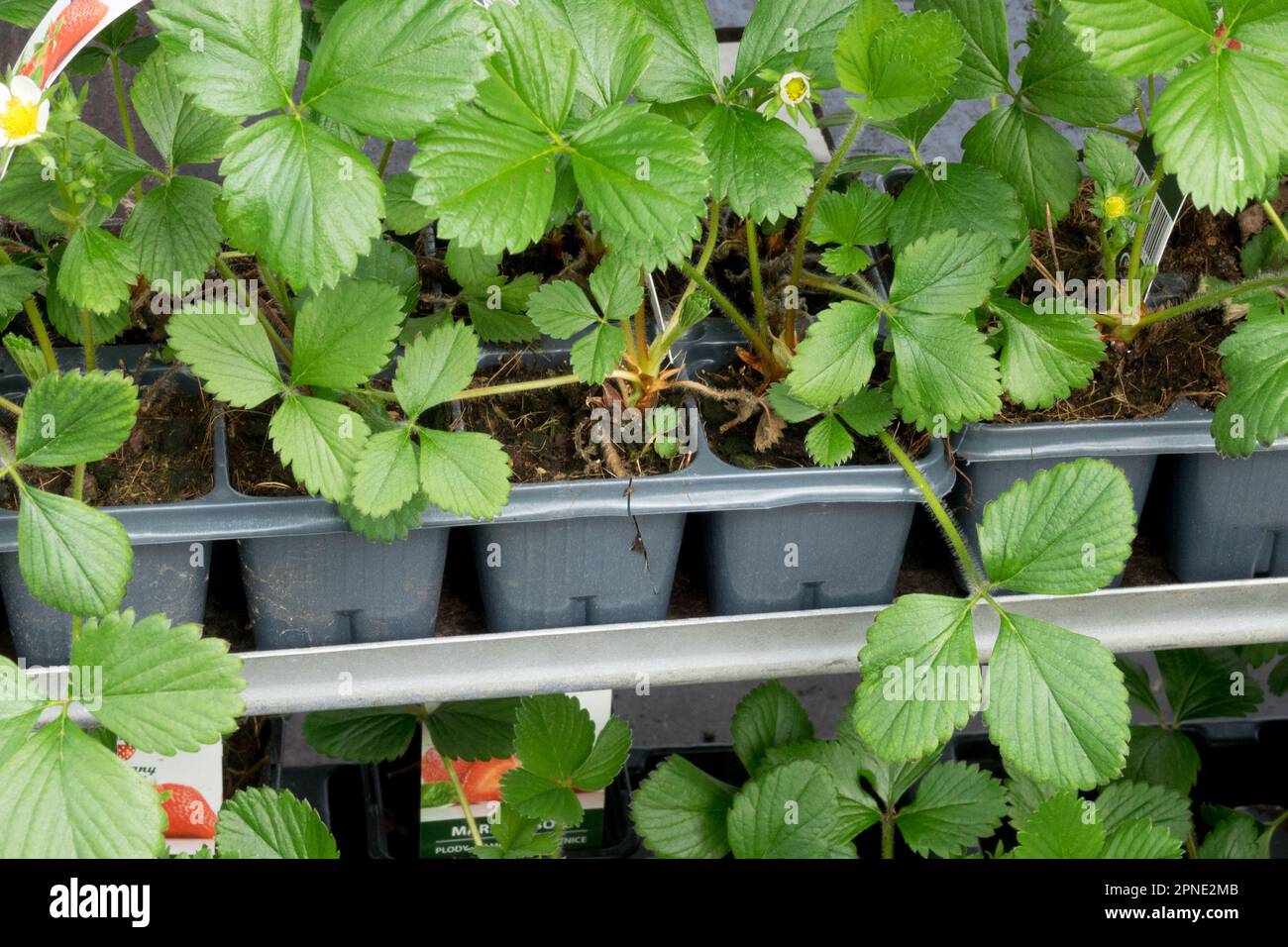 Erdbeerkeimlinge in Kunststofftöpfen Stockfoto