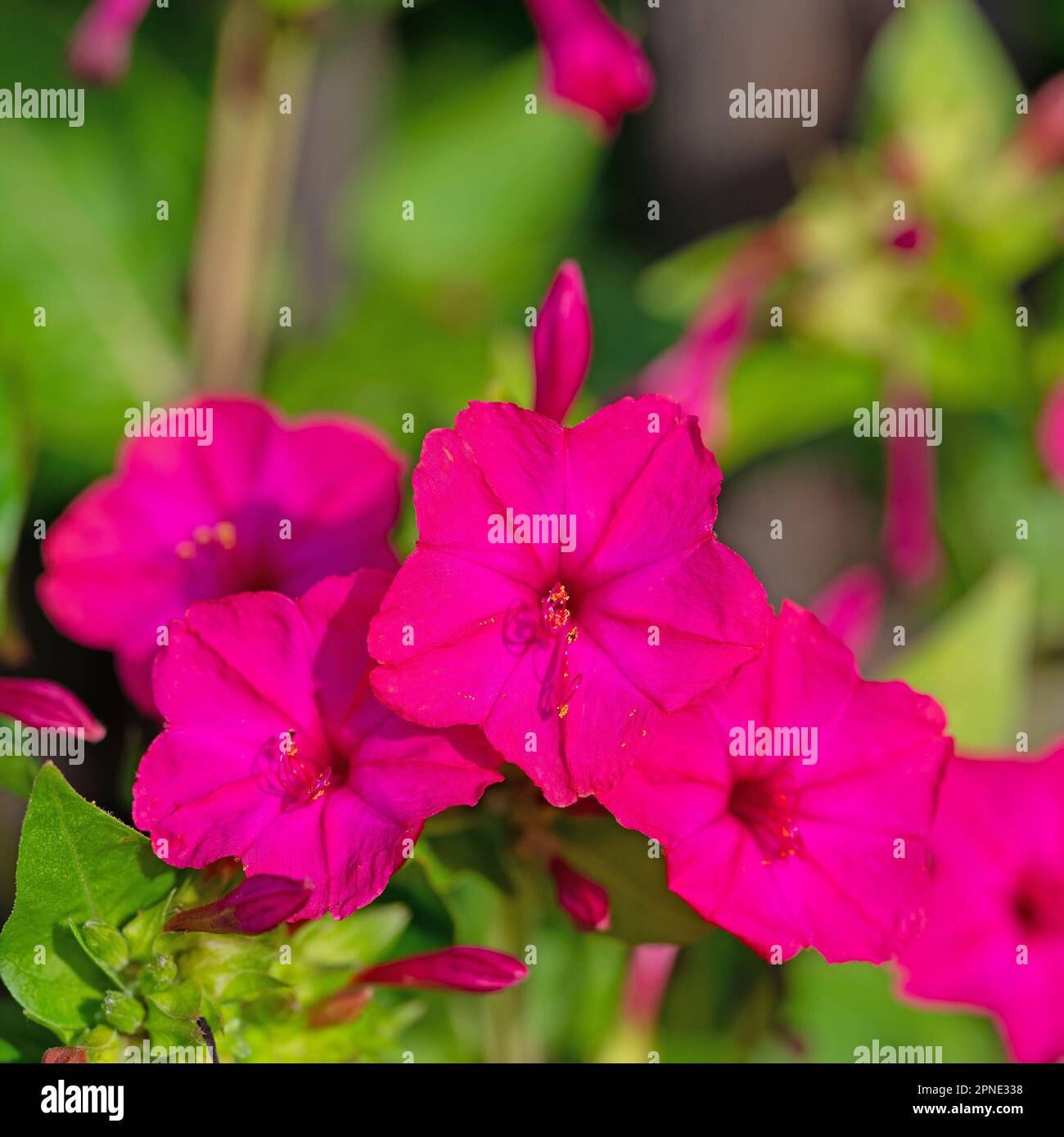 Blühende Wunderblume, Mirabilis jalapa Stockfoto