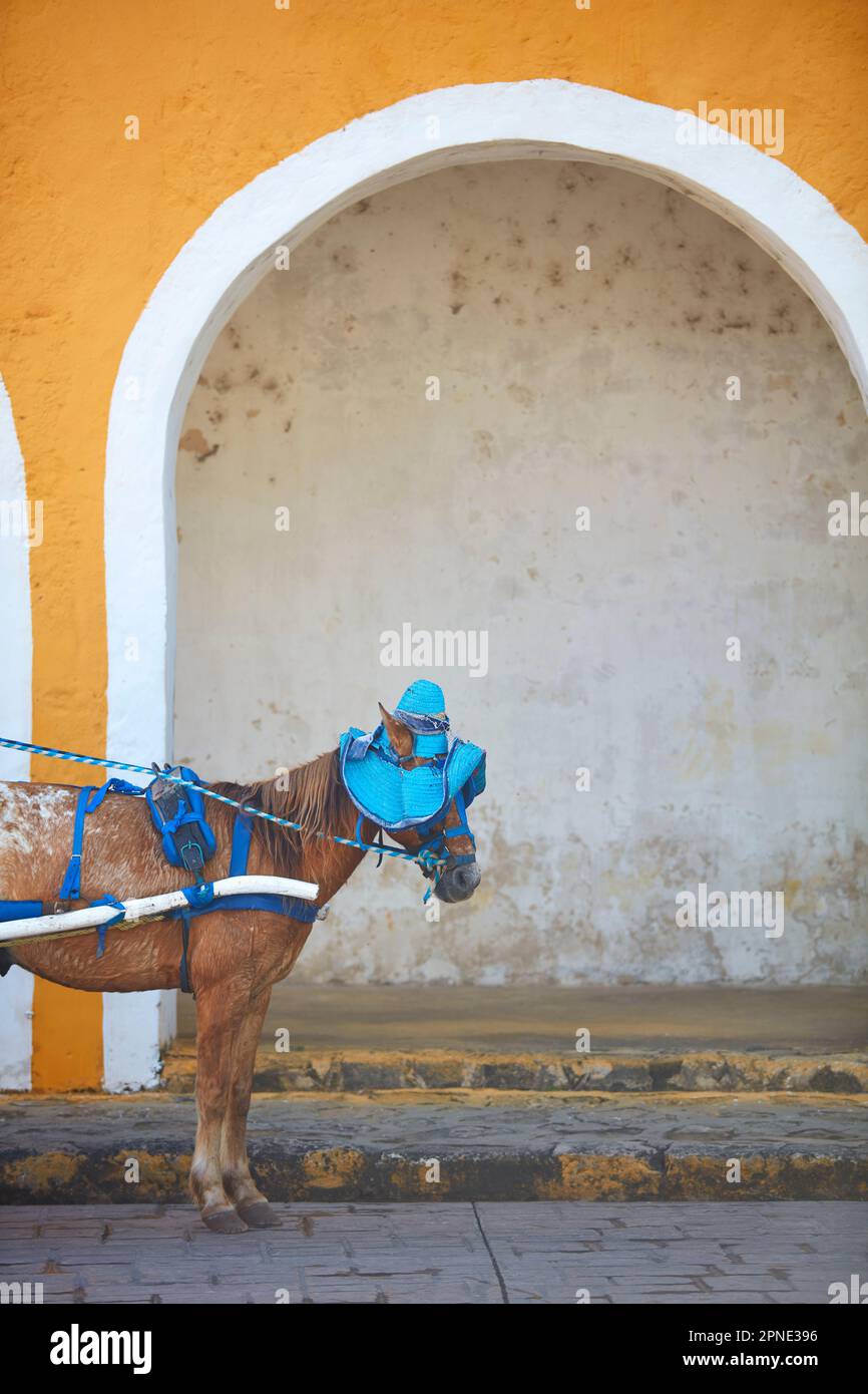 Ein Pferd mit blauem Hut auf dem Hauptplatz von Izamal, Yucatan, Mexiko. Stockfoto