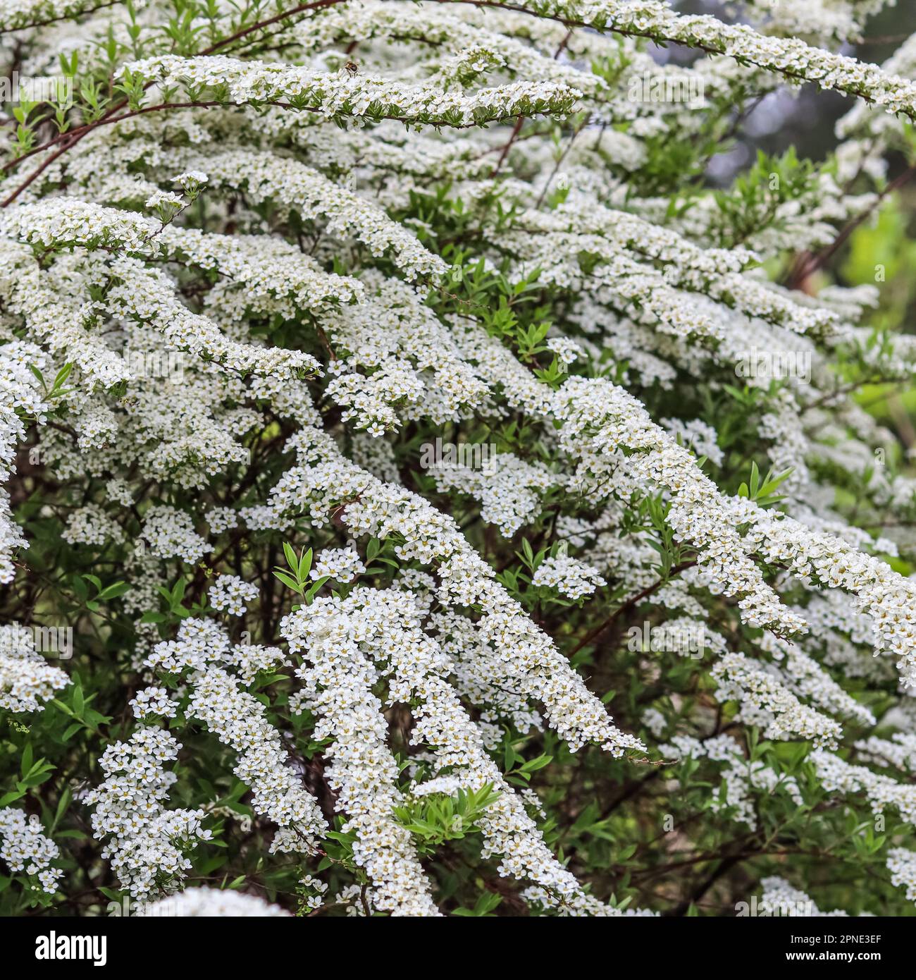 Thunberg Spirea, Spiraea thunbergii, blühender Busch. Hintergrund von weißen Blumen. Gartenkonzept Stockfoto