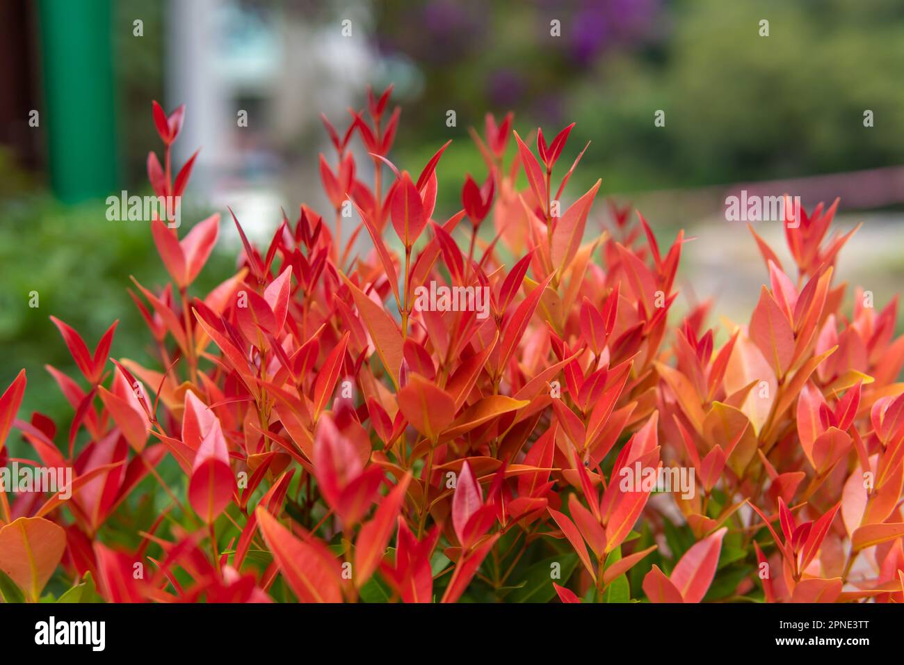 Gebirgsketten mit feurigem purpurroten Laub. Stockfoto