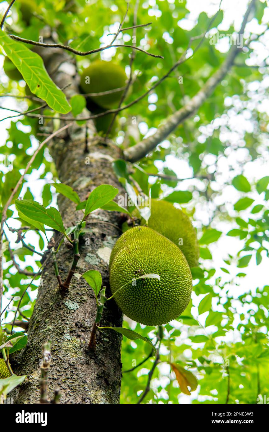 Vom Baum hängende Früchte, frisch reif und bereit für die Ernte Stockfoto