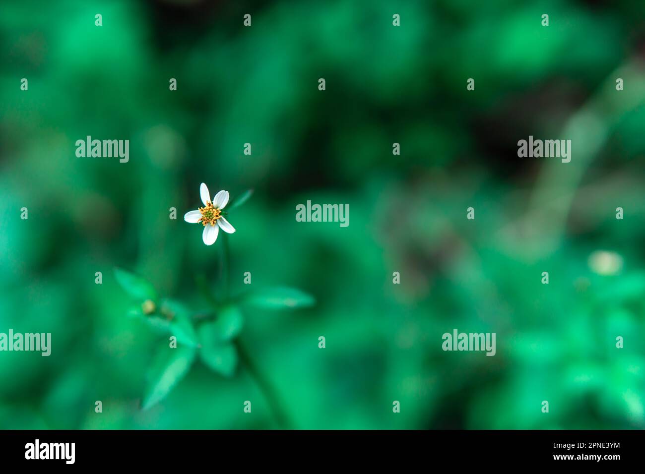 Einfache und schöne weiße Blume mit fünf Blütenblättern, mit grüner Vegetation im Hintergrund Stockfoto