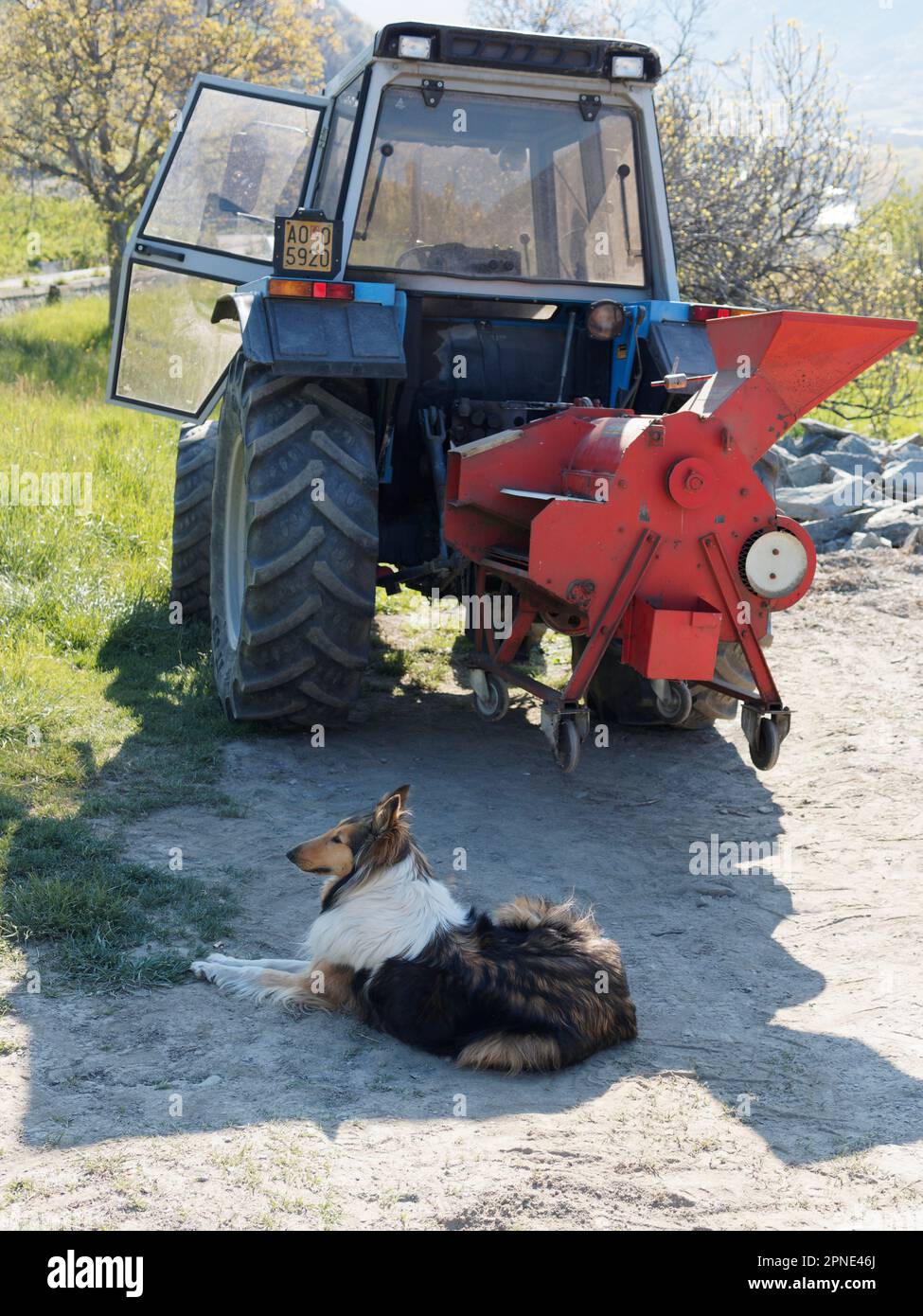 Shetland Sheepdog liegt im Schatten eines Traktors mit orangefarbenem Anbaugerät Stockfoto