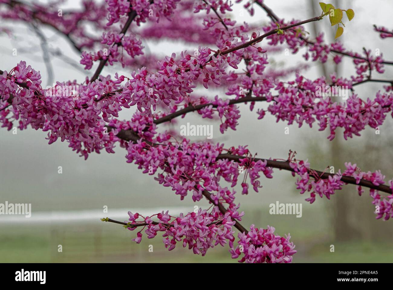 Ost-Rotbudenbaum, Zweige aus der Nähe, 2-farbige rosa Blumen, Frühlingsblüte, Cersis canadensis, Attraktive Zierpflanze, auch bekannt als Judas-Baum, neblig Stockfoto