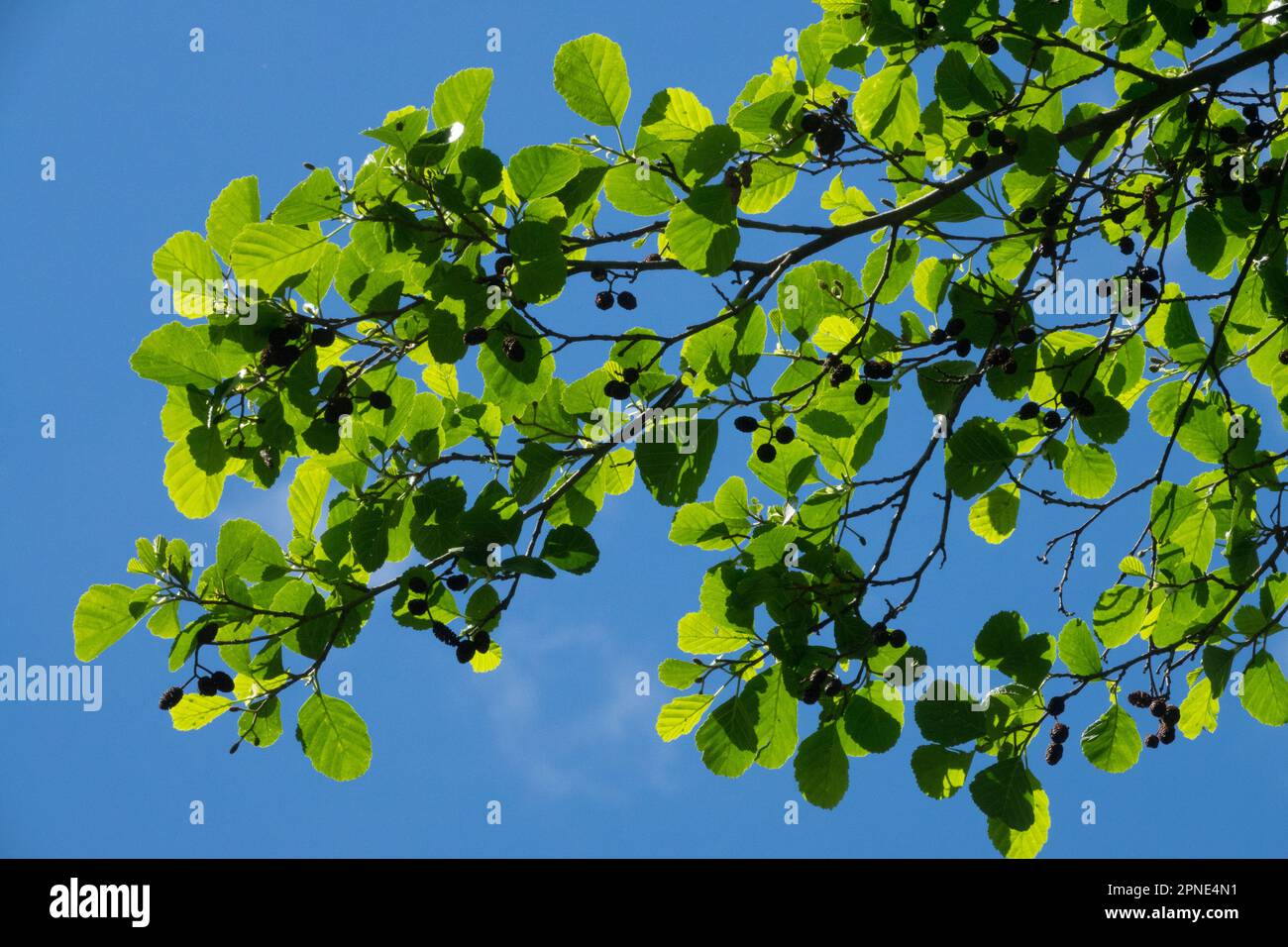 Erle, Alnus glutinosa, Schwarzer Erle Stockfoto