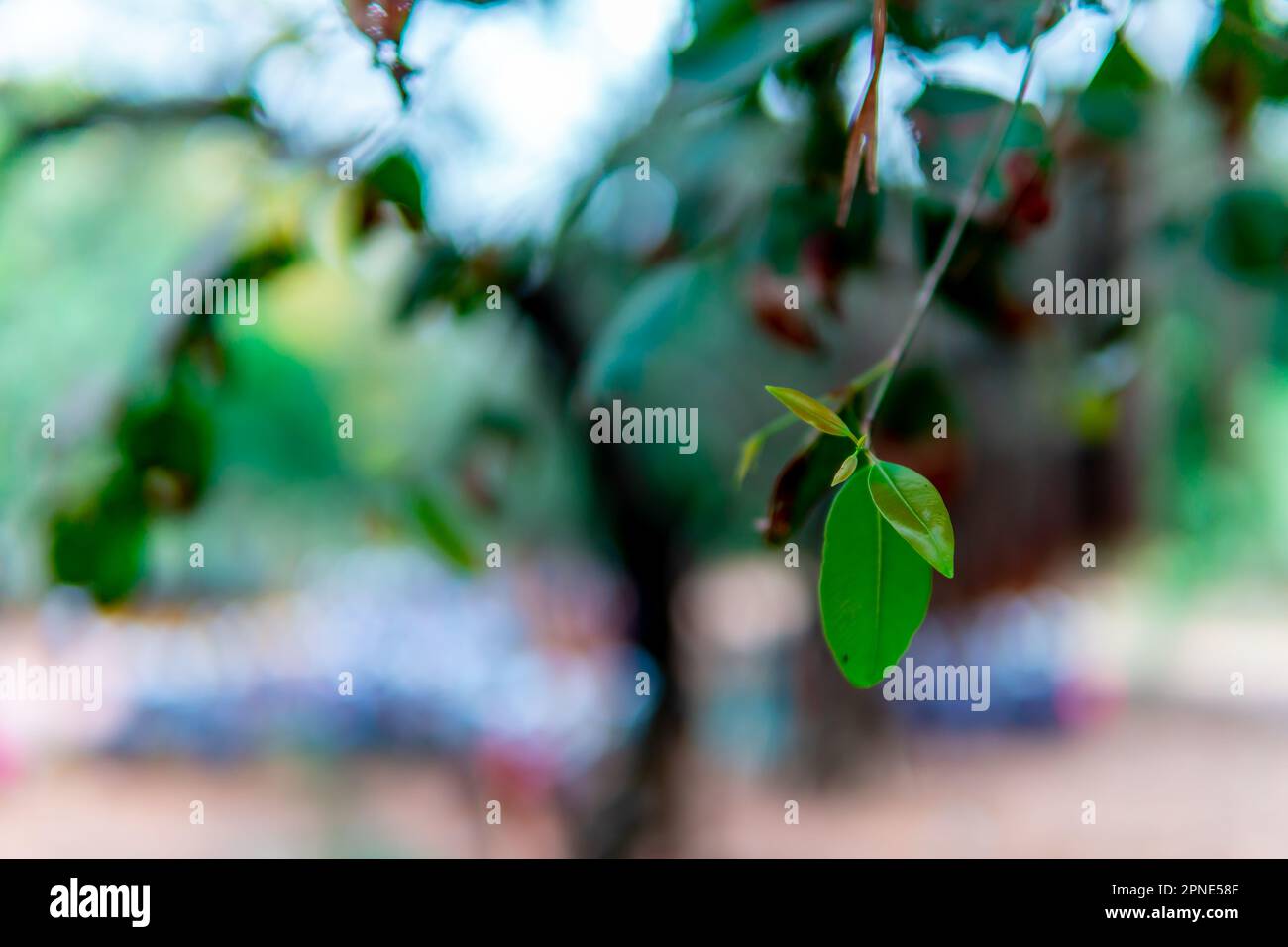 Jungblatt mit Hintergrundbaum Stockfoto