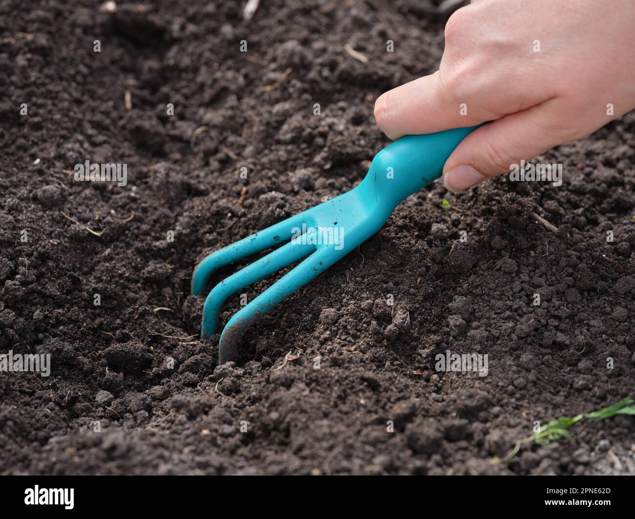 Eine Frau, die Erde mit einem Greifklosser vorbereitet. Schließen. Stockfoto