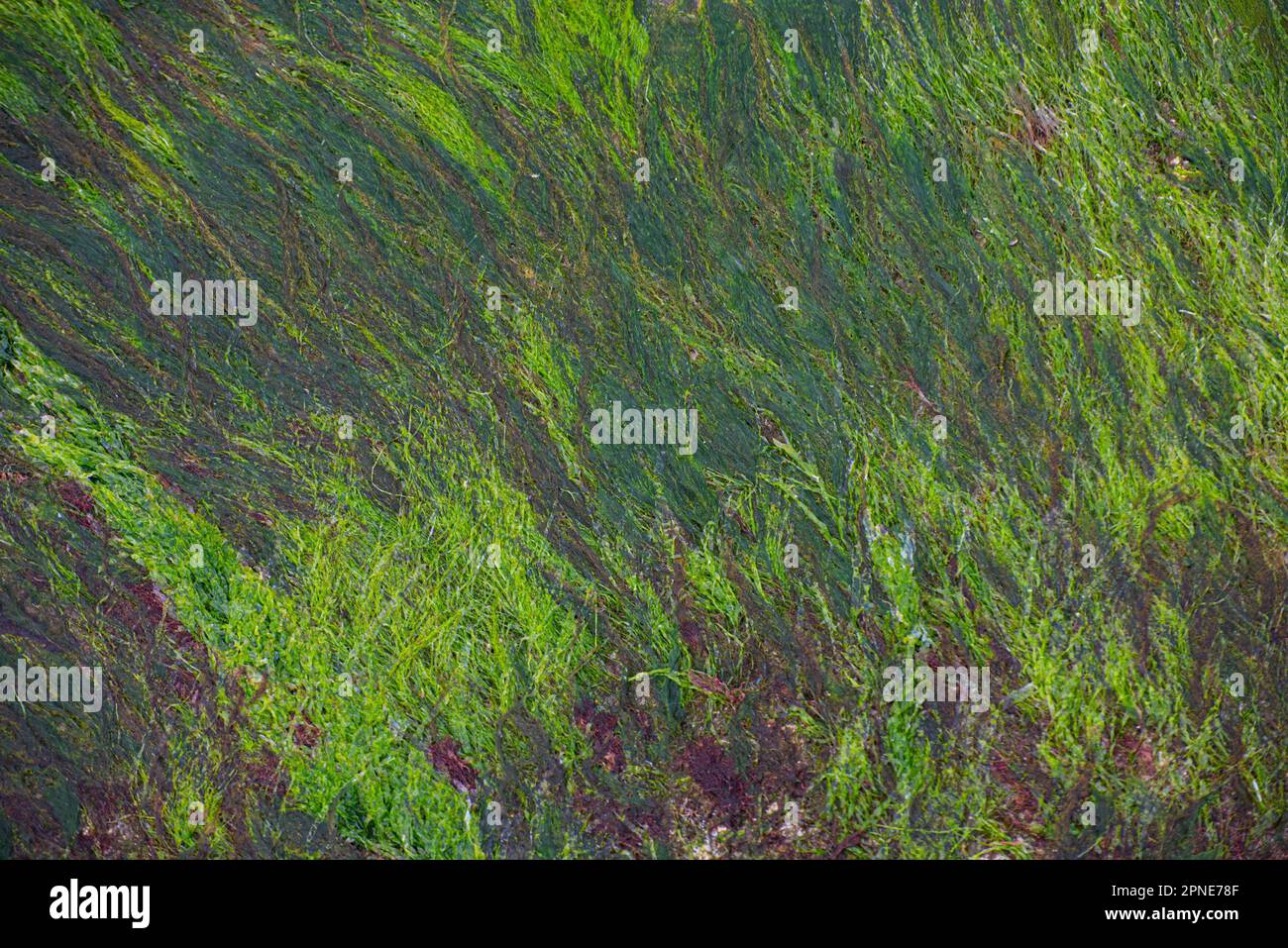 Grüne Algen wachsen auf einer Metallplatte. Stockfoto