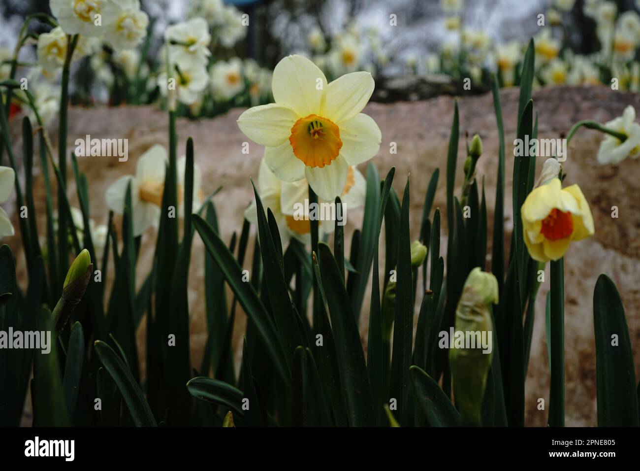 Tulpe Stockfoto