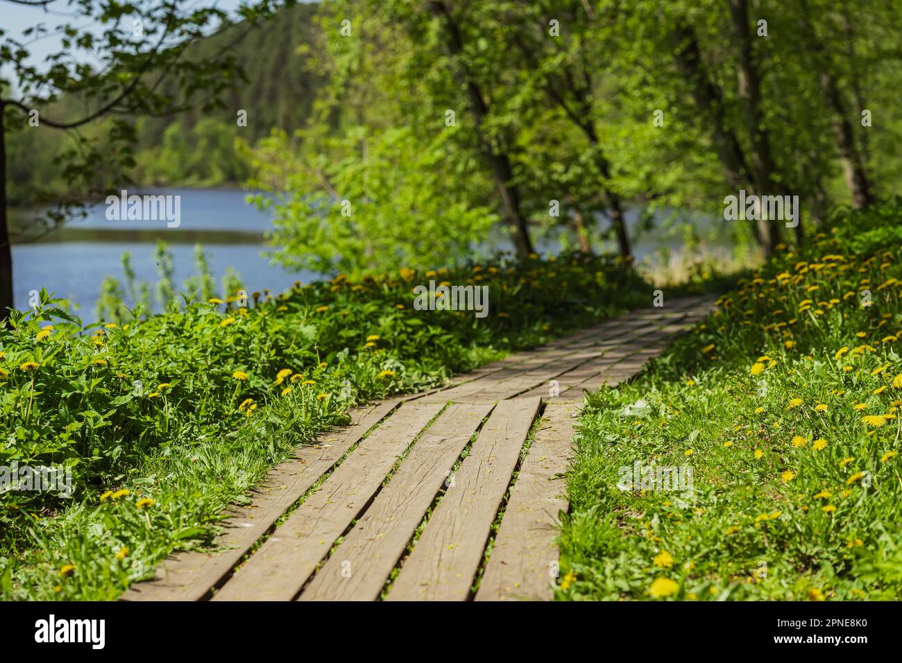 Holzweg in einem hellen grünen, üppigen Waldpark in der Nähe des Flusses, Sommer Frühling Stockfoto