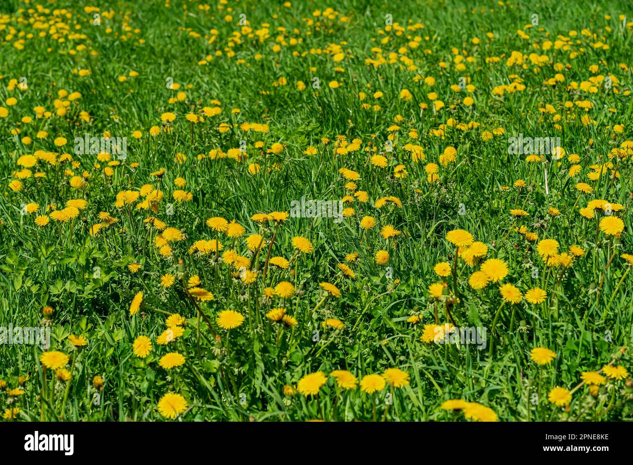 Leuchtend grüne, üppige Wiese mit vielen bunten Löwenzahnen, sonniger Sommertag im Frühling, natürlicher Hintergrund Stockfoto