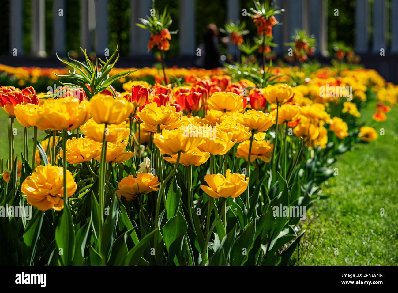 Helle Tulpenfelder Nahaufnahme, Frühlingsblüte in der Natur. Viele doppelte Tulpenblumen im Stadtgarten. Blumenhintergrund Stockfoto