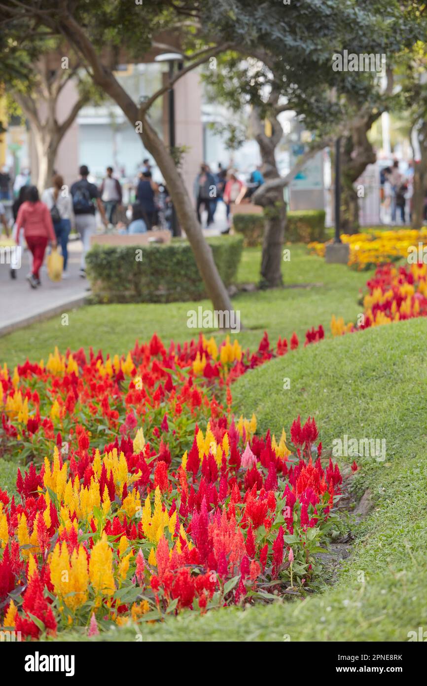 Bunte Blumen im Kennedy Park von Miraflores, Lima, Peru. Stockfoto
