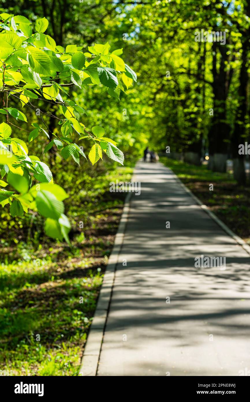 Gasse durch grünen, üppigen Park, sonniger Frühlingssommertag. Selektiver Fokus Stockfoto