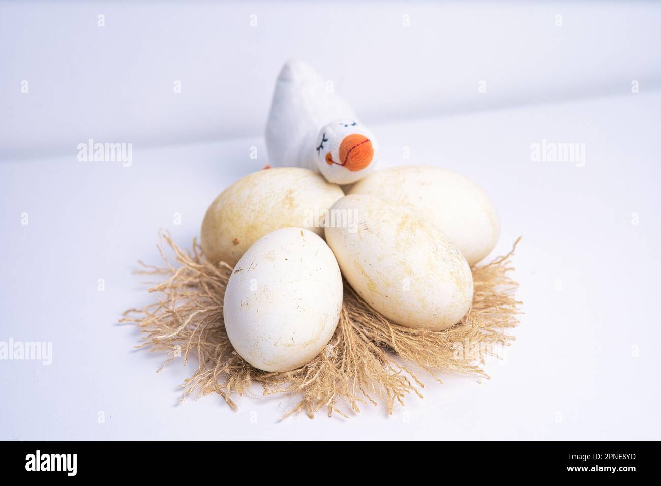 Gänseeier auf einem Nest mit einer ausgestopften Gans Stockfoto